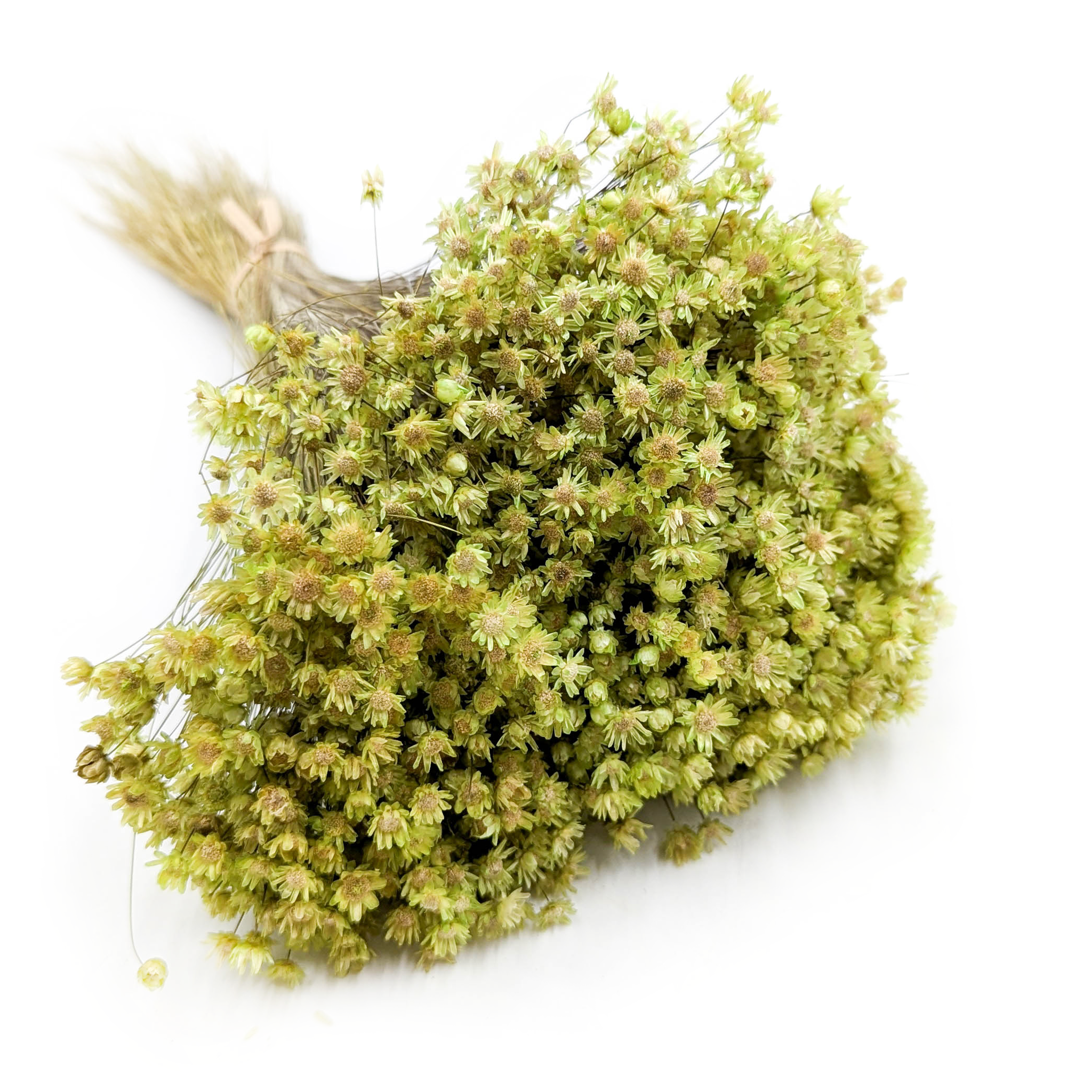 Glixia Séchée – (Glixia Marcela) – Verte