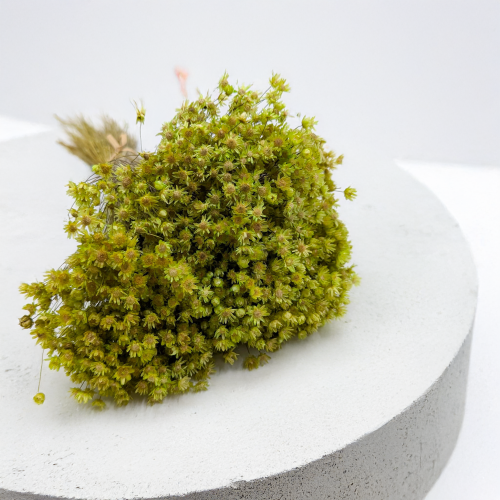 Glixia Marcela zielona.png