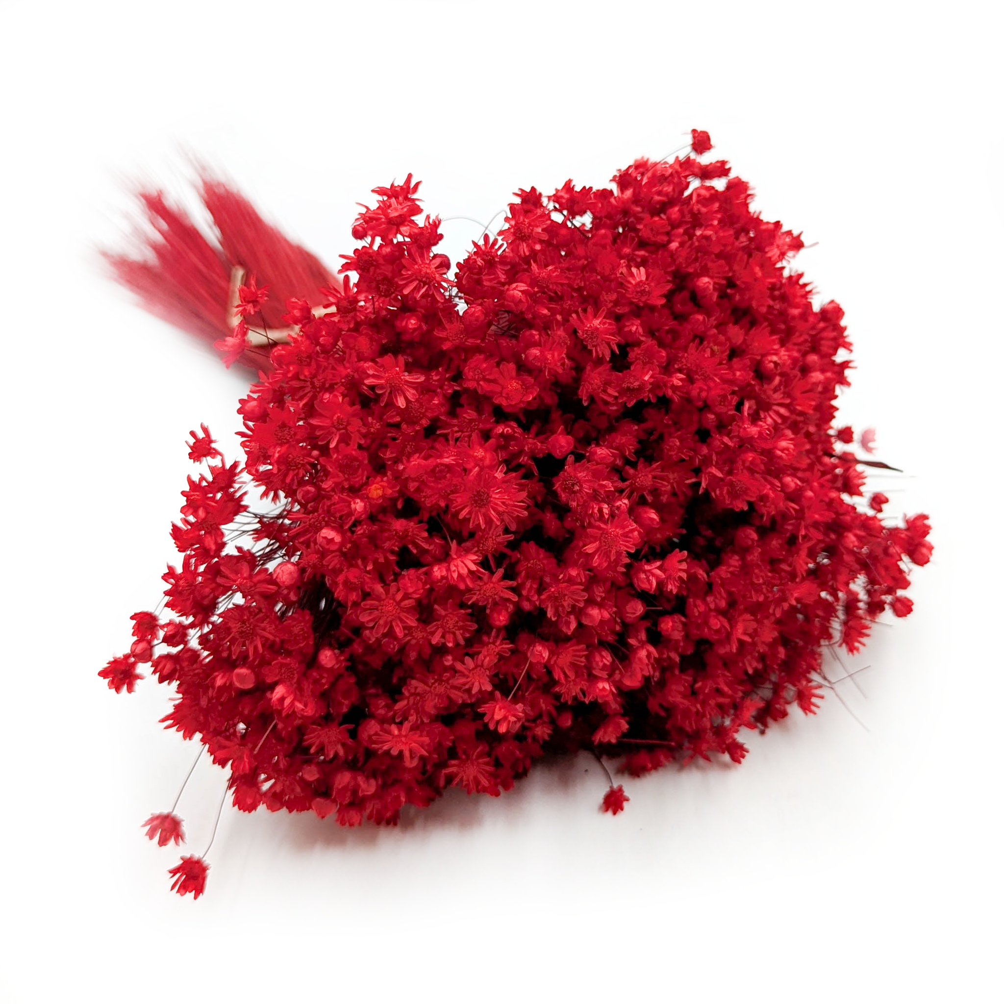 Glixia Séchée – (Glixia Marcela) – Rouge