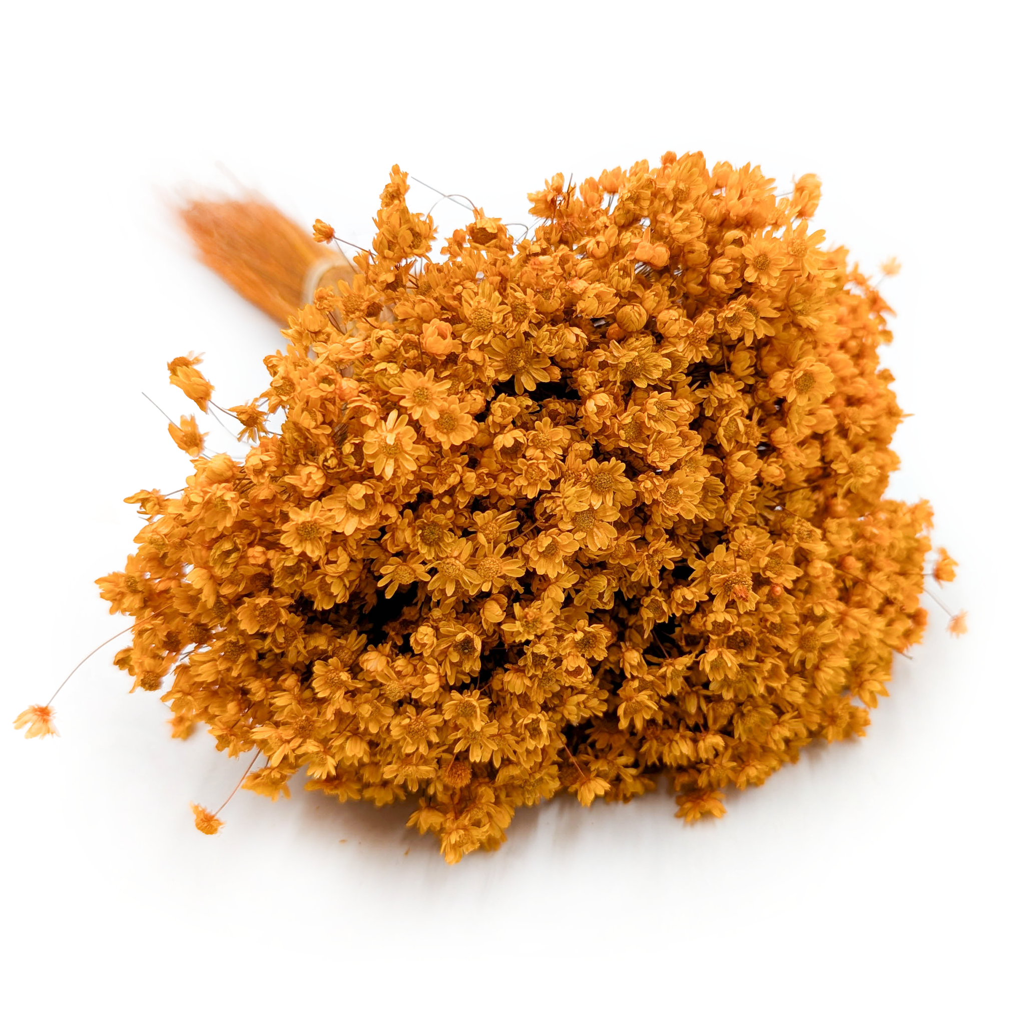 Glixia Séchée – (Glixia Marcela) – Orange