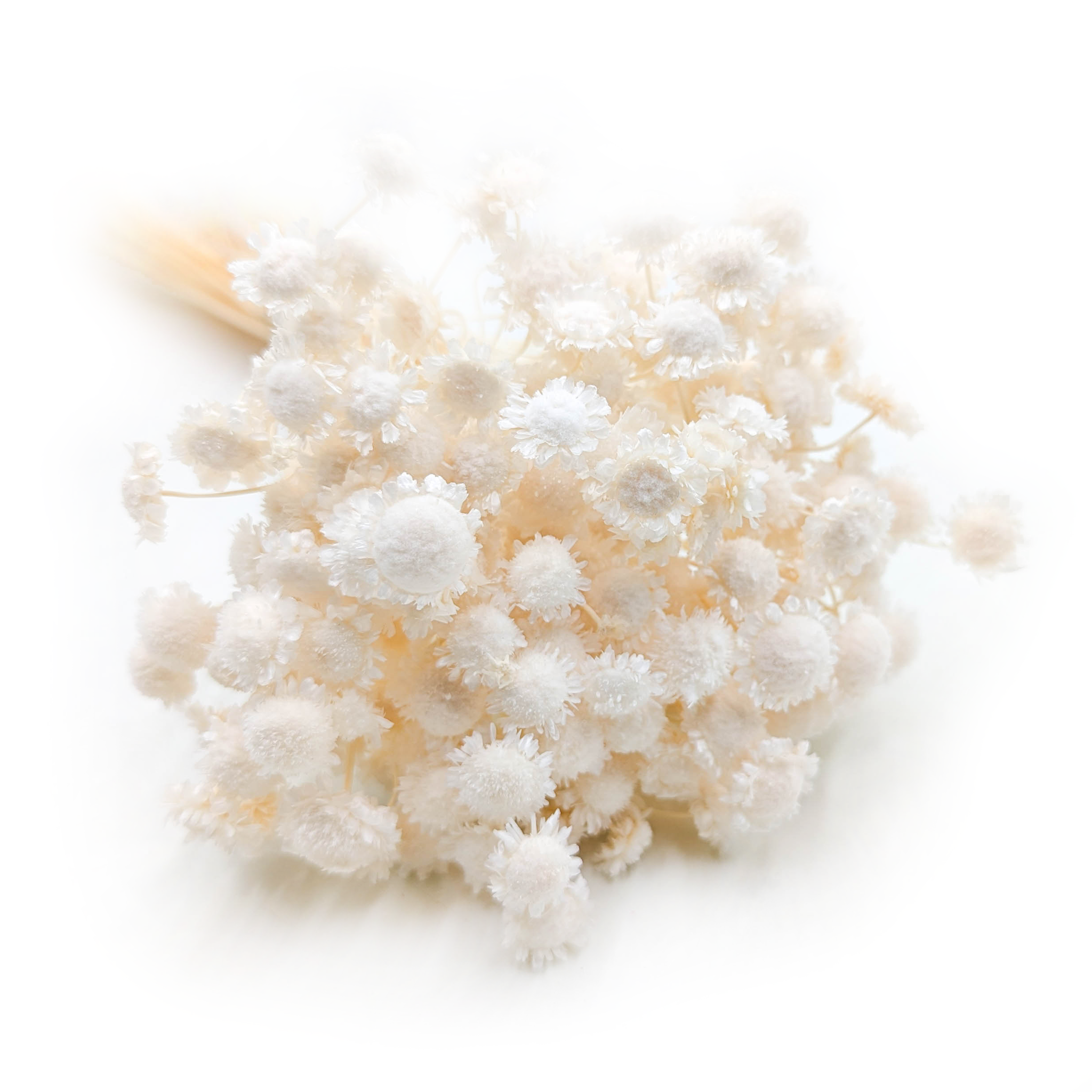 Glixia Séchée BIG – (Comanthera, Glixia Marcela) – Blanchie