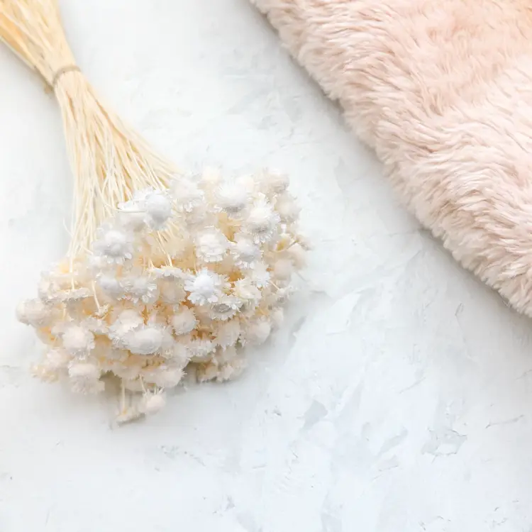 Glixia comanthera big bielona 6.png