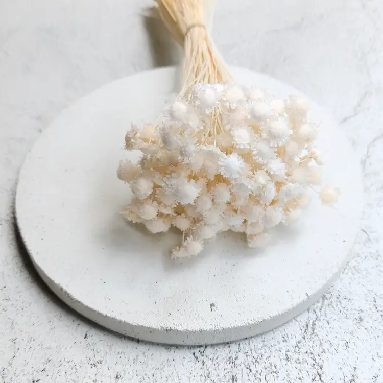 Glixia comanthera big bielona 1.png