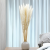 Mini Pampas Bielony 5.png