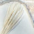 Mini Pampas Bielony 1.png