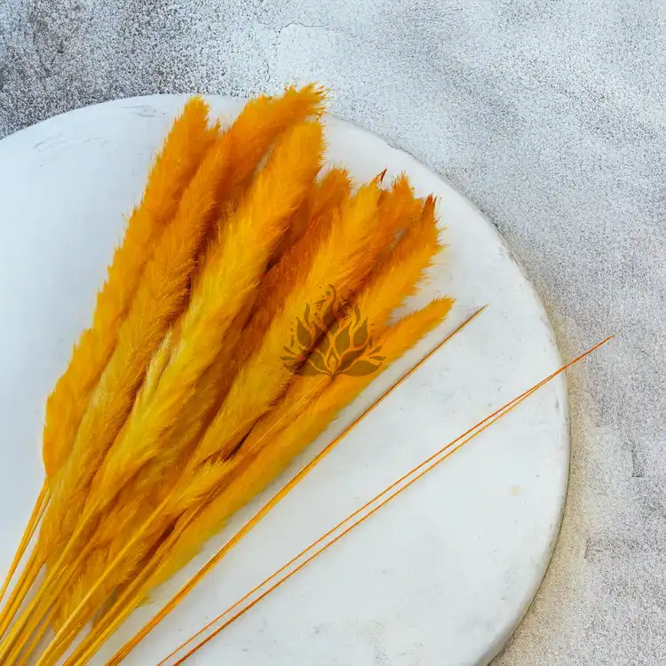 Mini pampas Pomarańczowy 1.png