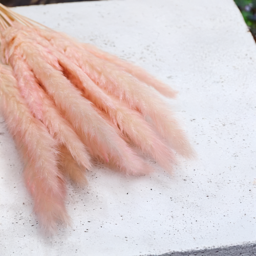 Mini Pampas Różowy.png