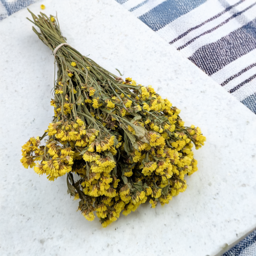 Zatrwian Żółty suszony 3.png