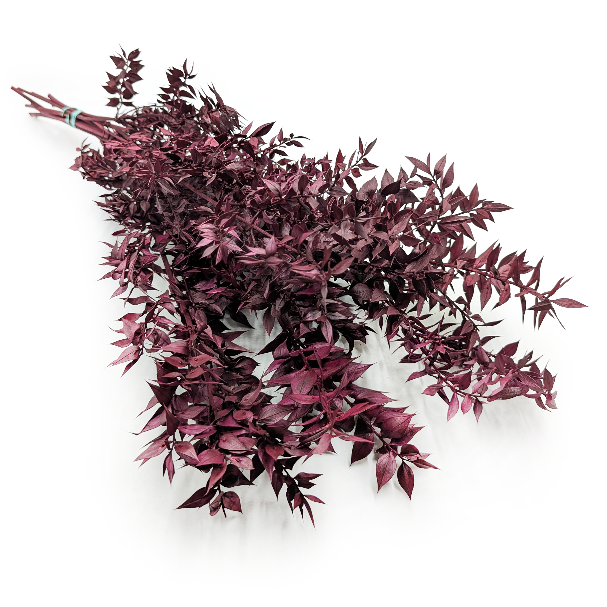 Ruscus stabilisé – (Ruscus) -  Bordeaux Cerise