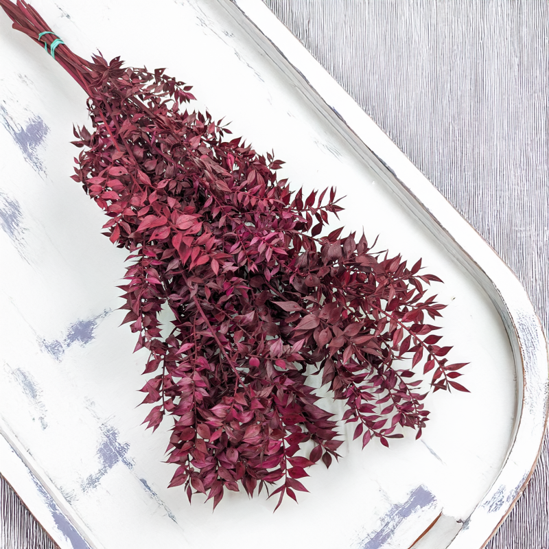 Ruskus stabilizowany Wiśniowy 1.png