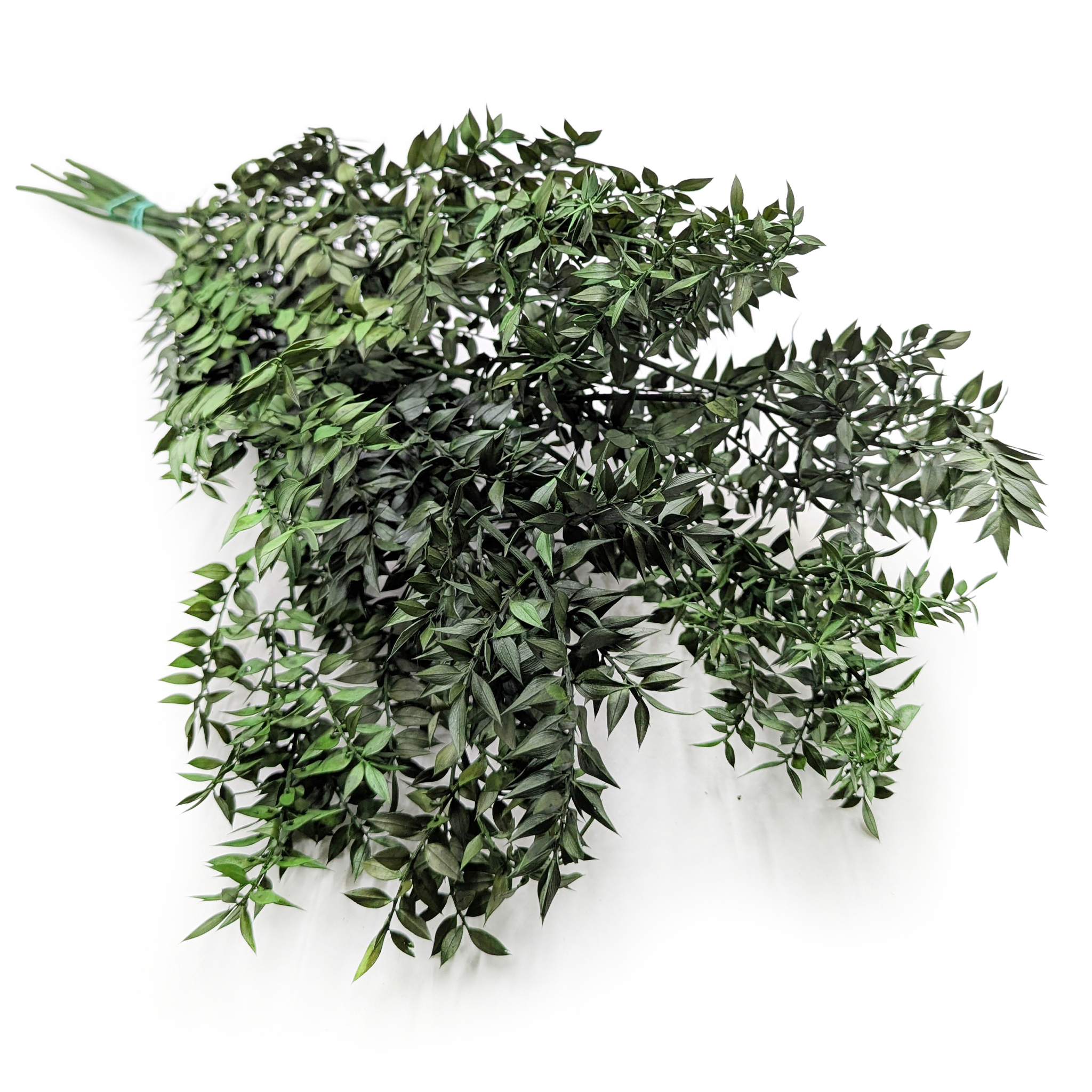 Ruscus stabilisé - (Ruscus) - Vert