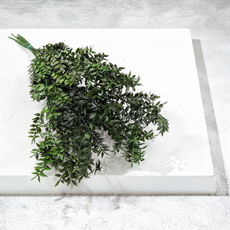 Ruskus stabilizowany Zielony.png