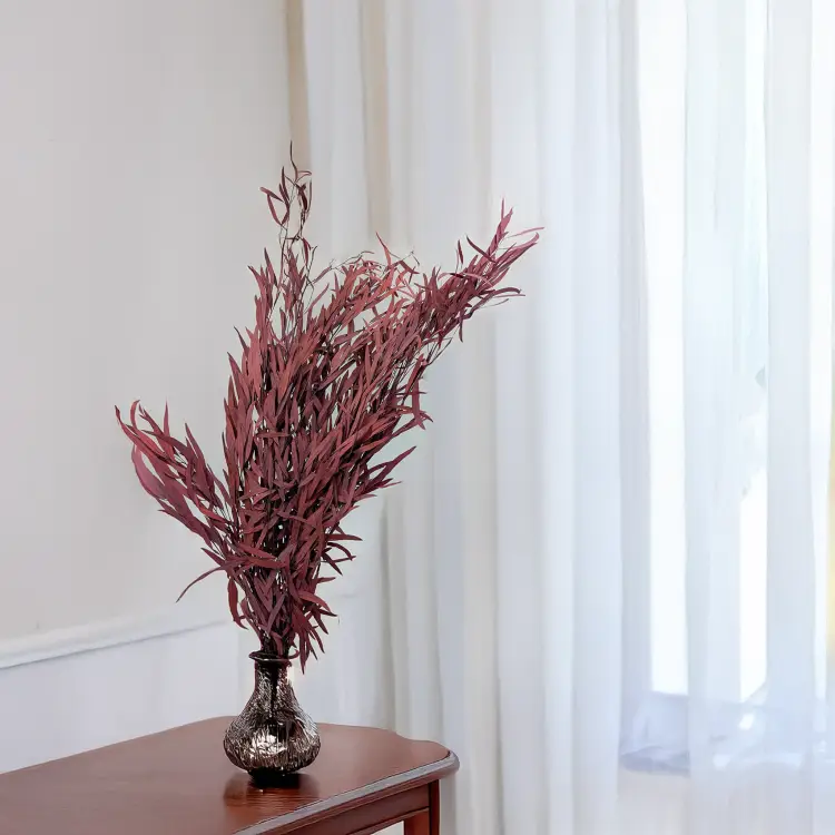 Eukaliptus Nicoly czerwony 4.png