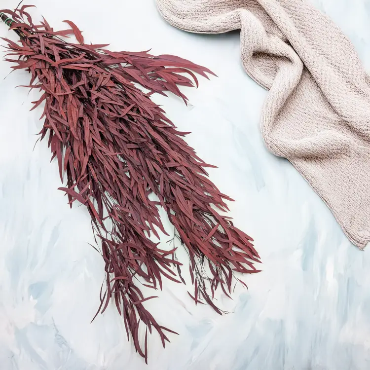 Eukaliptus Nicoly czerwony 1.png