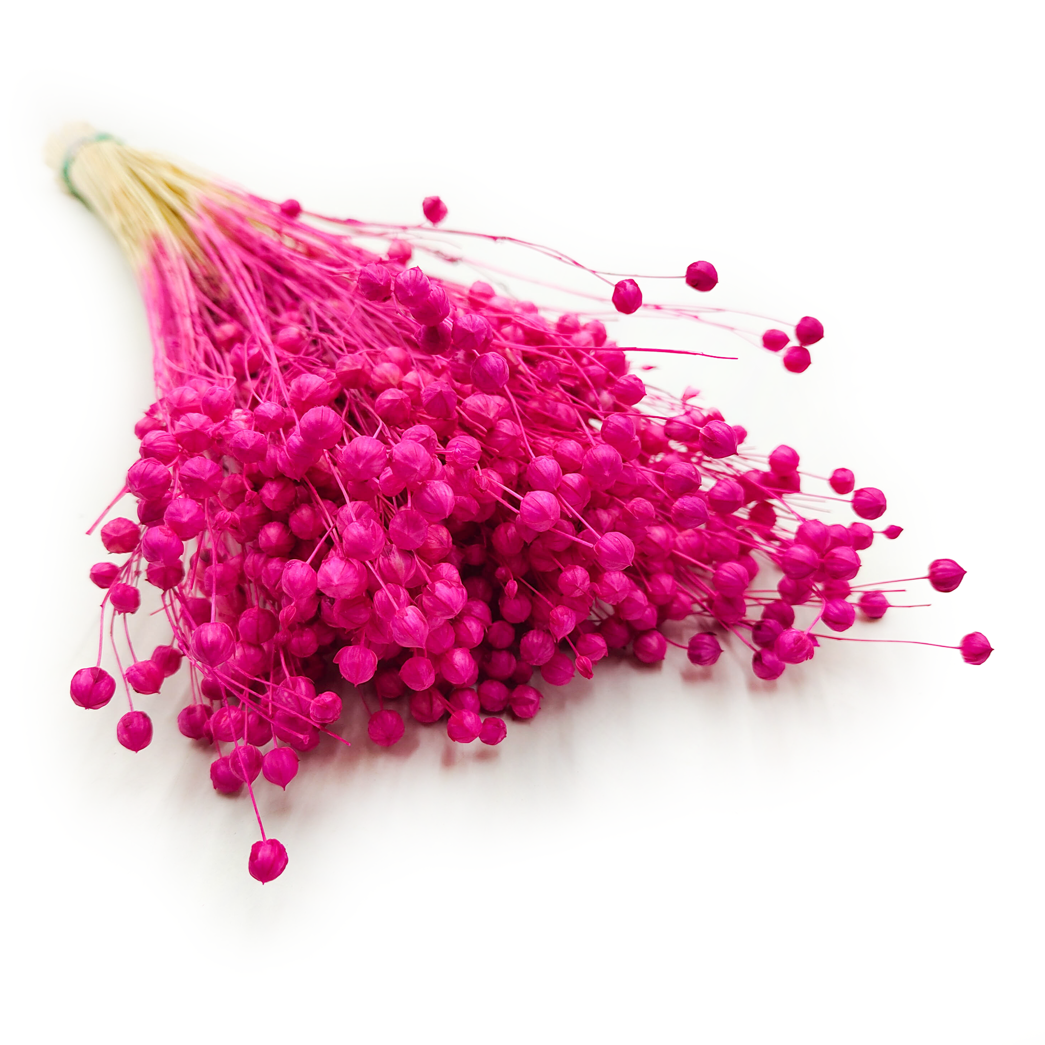 Lin Séché – Fuchsia