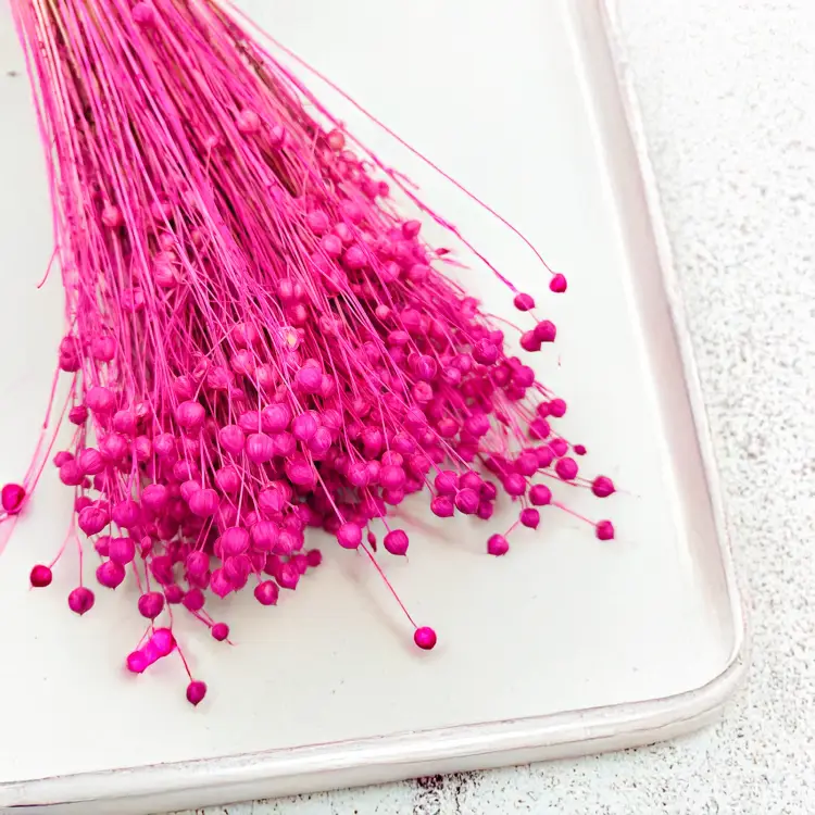 Len Suszony Fuksja 5.png