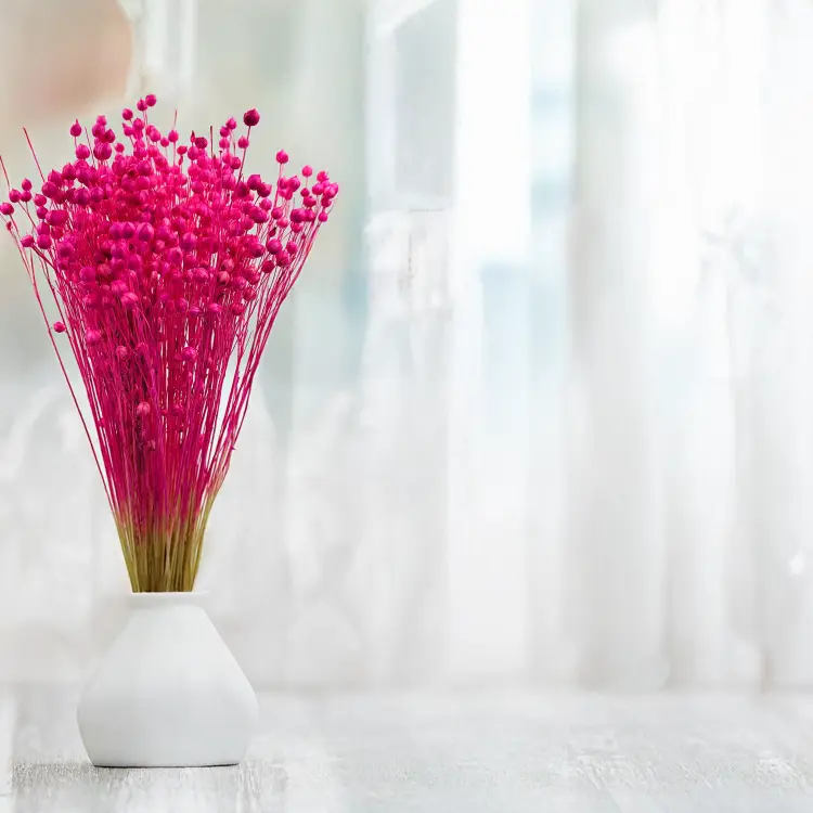 Len Suszony Fuksja 2.png