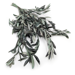 Olivier stabilisé – Olea – Vert argenté