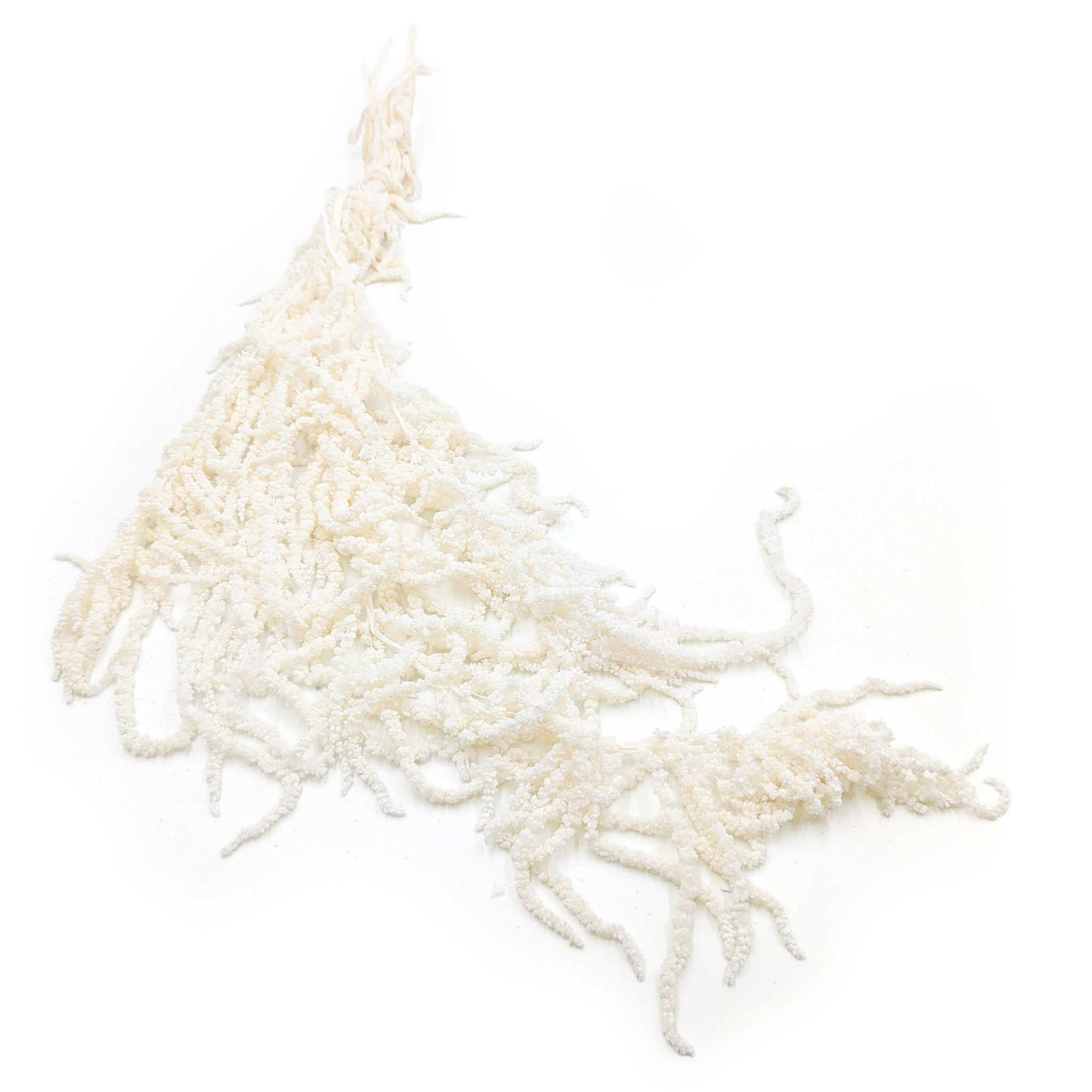 Amarante stabilisée – Blanchi