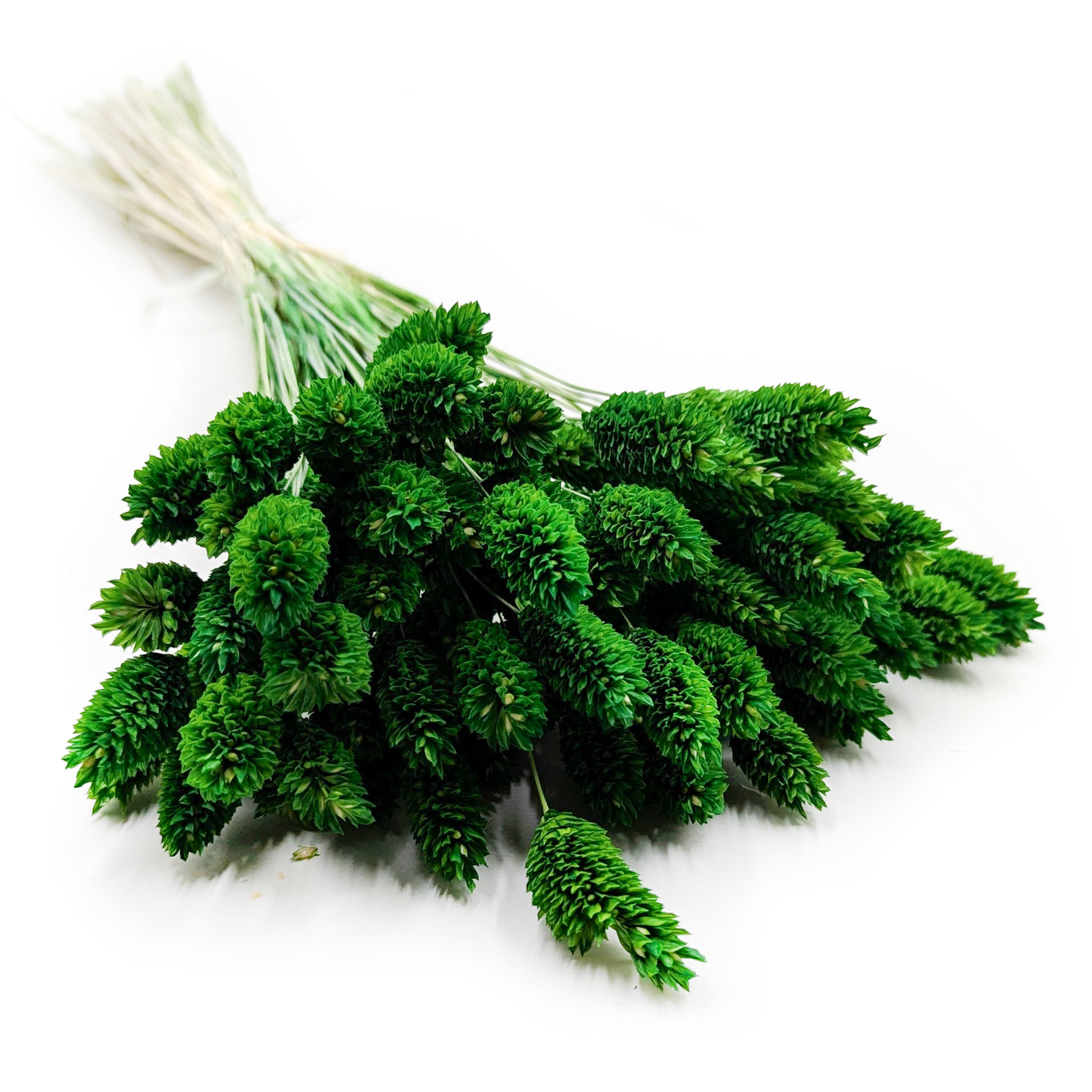 Phalaris séché – Vert bouteille