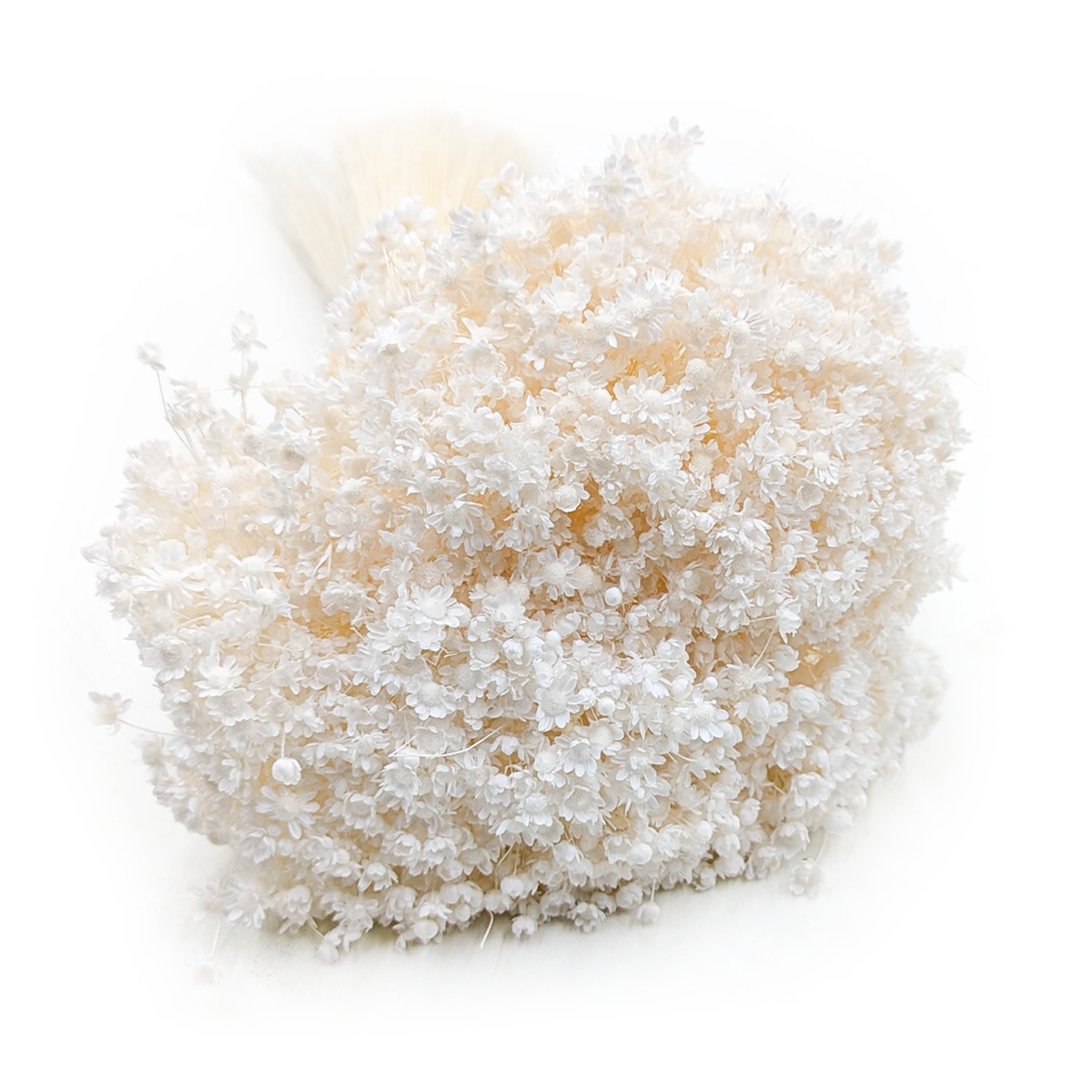 Glixia Séchée – (Glixia marcelia) – Blanchie