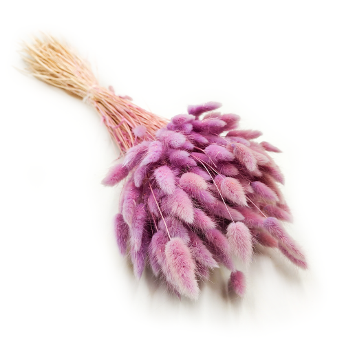 Suszony Lagurus wrzosowy heather 4.png