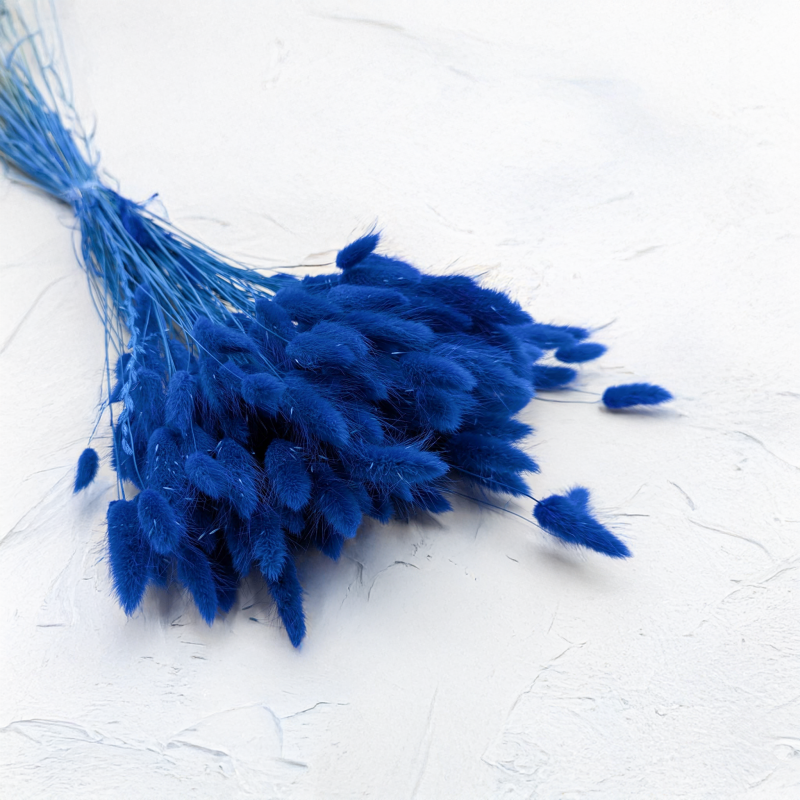 Lagurus granatowy.png