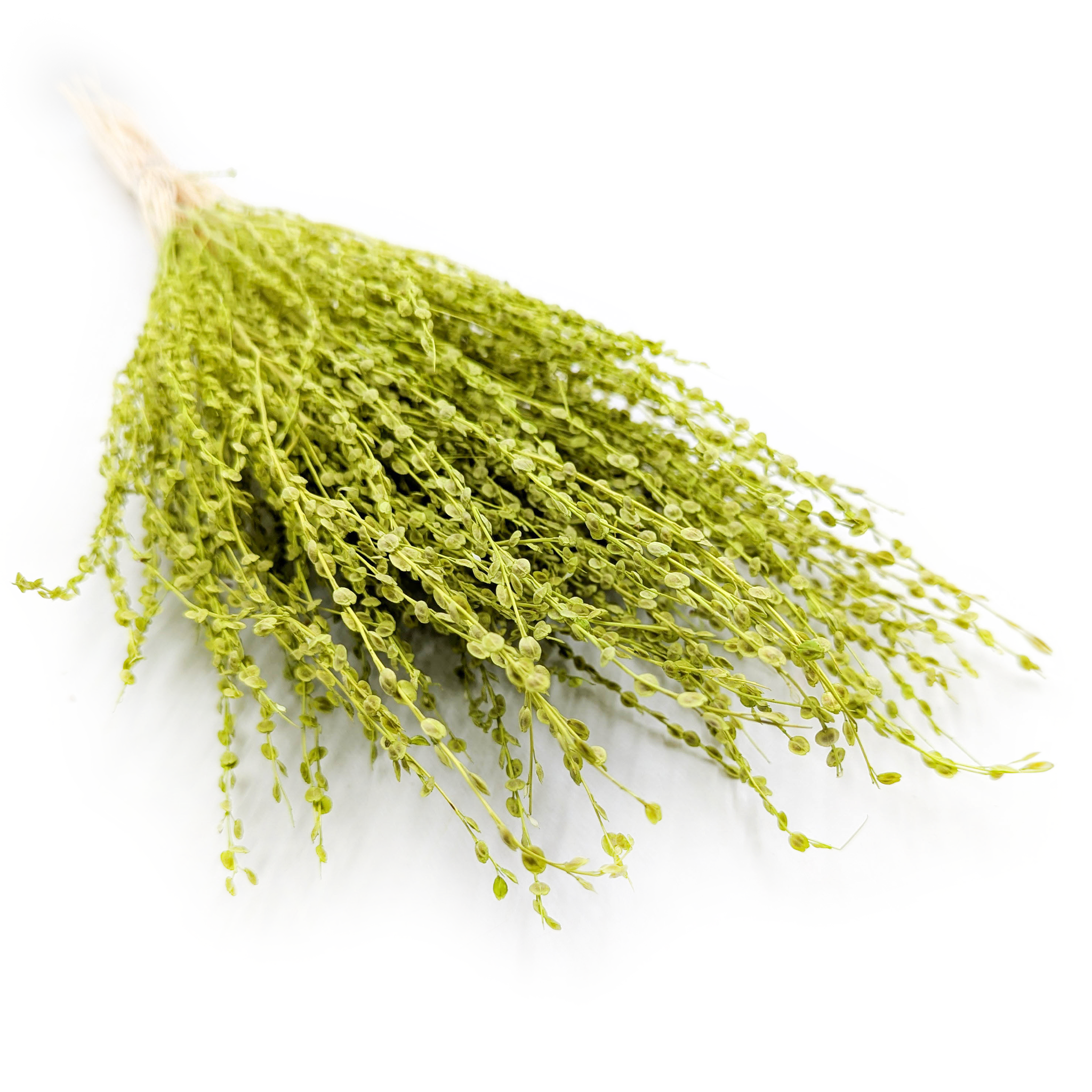 Lepidium (Lepidium sativum) – Vert Clair