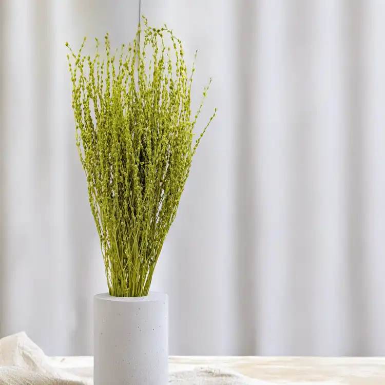 Lepidium Zielone Suszone.png