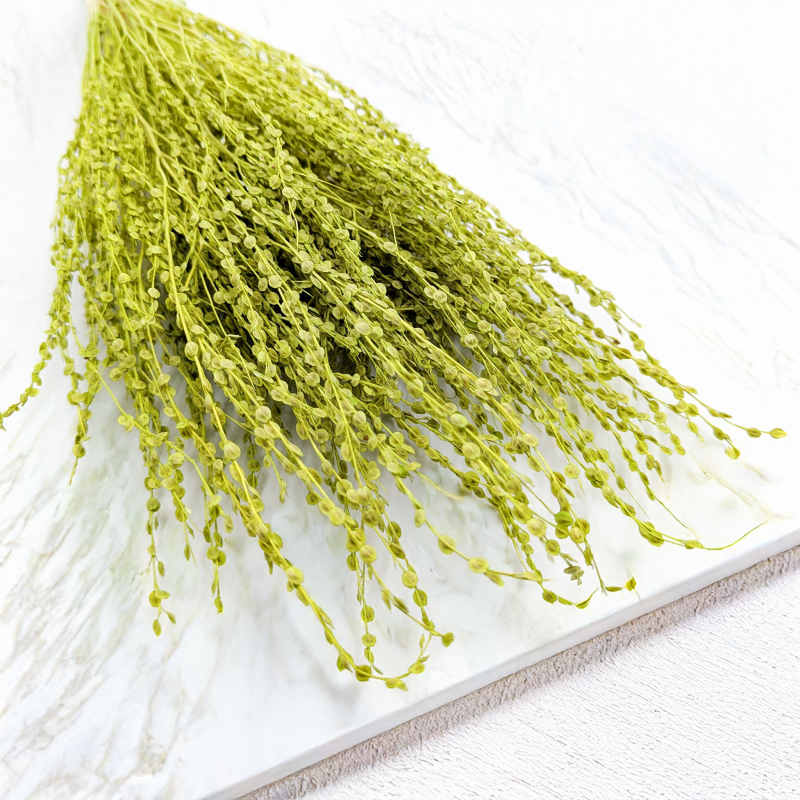 Lepidium Zielone Suszone 6.png