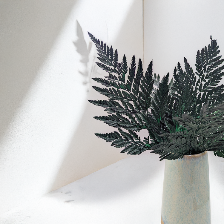 Paproć skórzasta zwykła 3.png