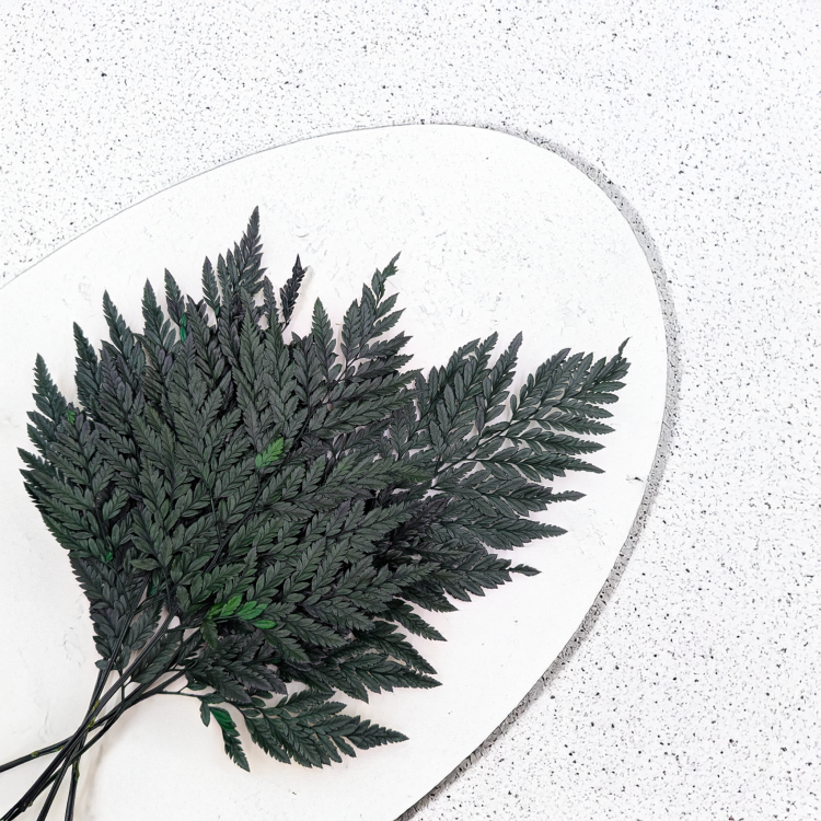 Paproć skórzasta zwykła 4.png