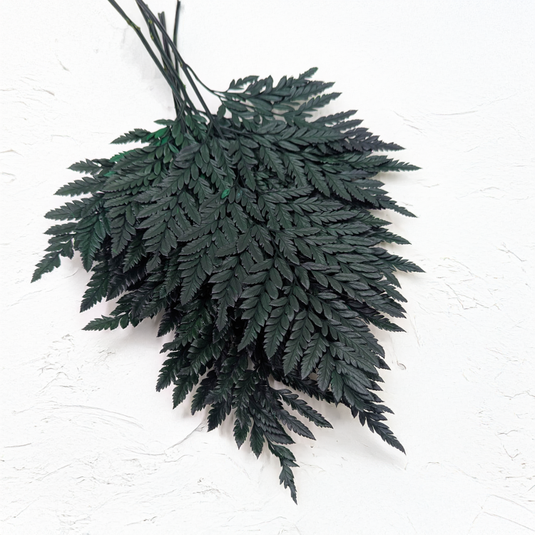 Paproć skórzasta zwykła.png