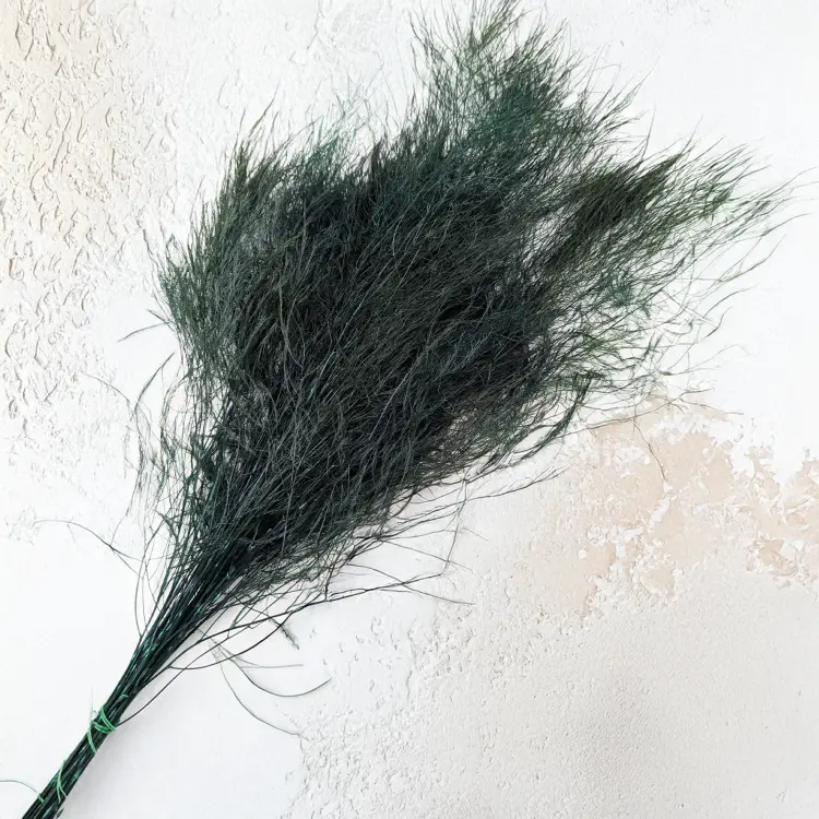 Paproć drzewiasta 4.png