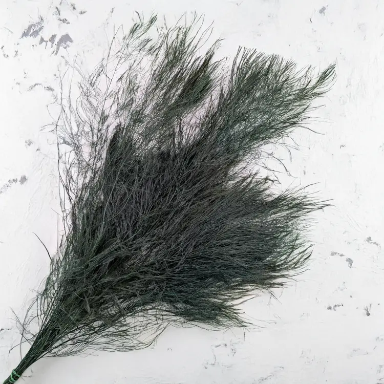 Paproć drzewiasta.png