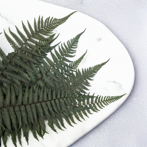 Paproć pergaminowa 1.png