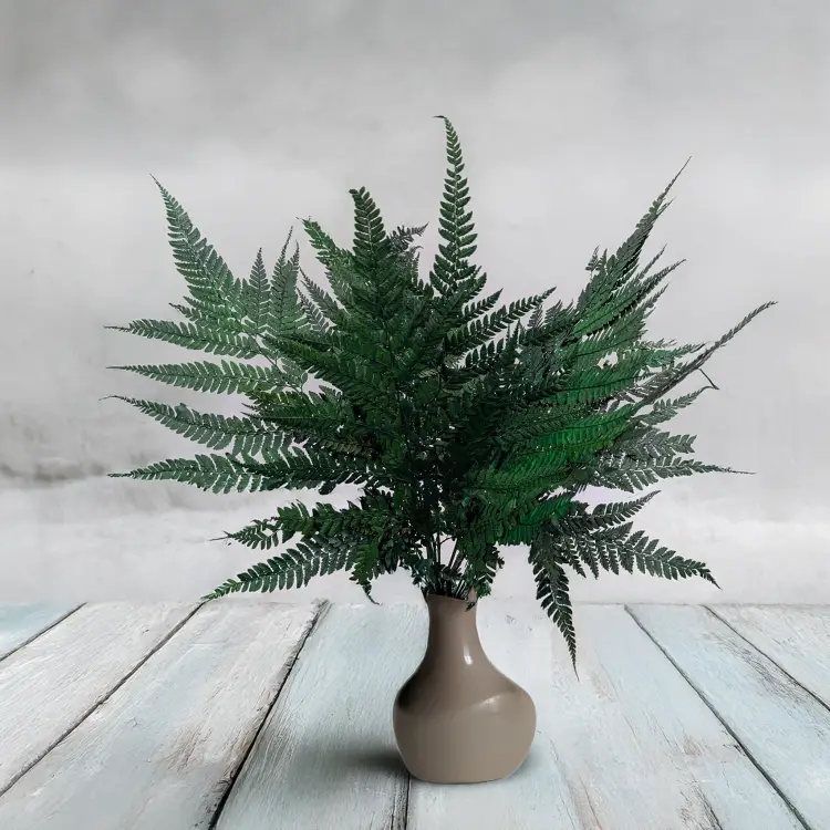 Paproć skórzasta long zielona 4.png