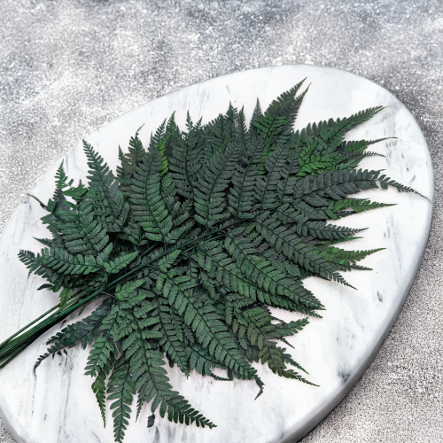 Paproć skórzasta long zielona 2.png