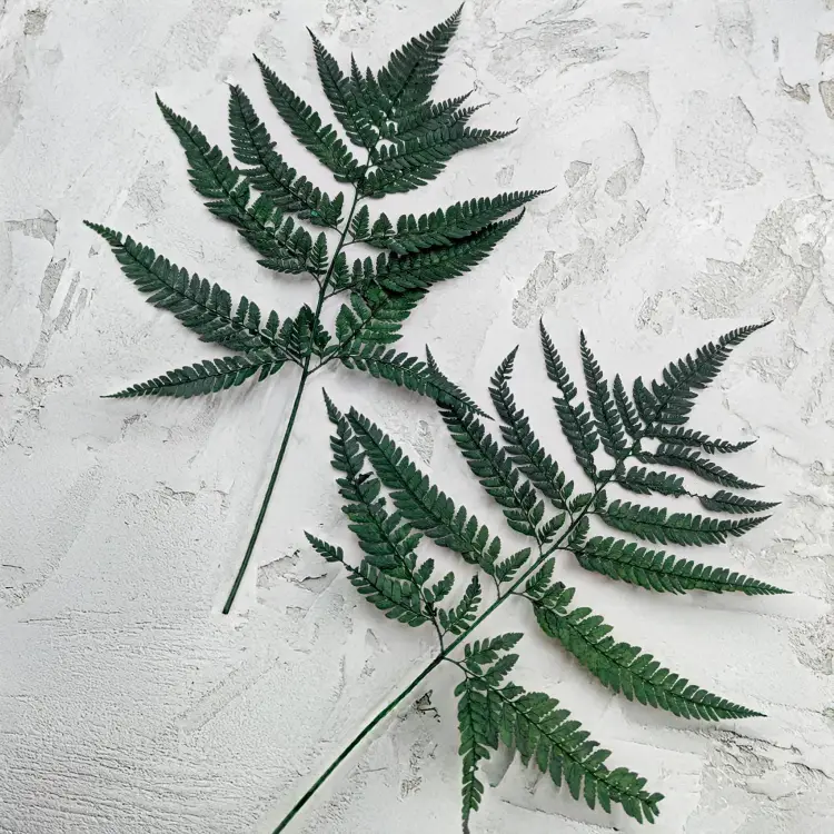 Paproć skórzasta long zielona 3.png