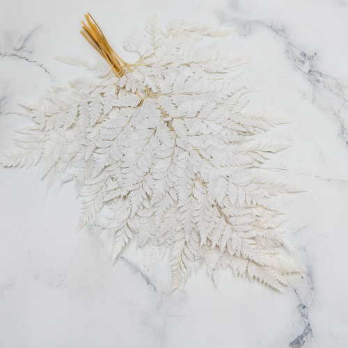 Paproć skórzasta long bielona.png