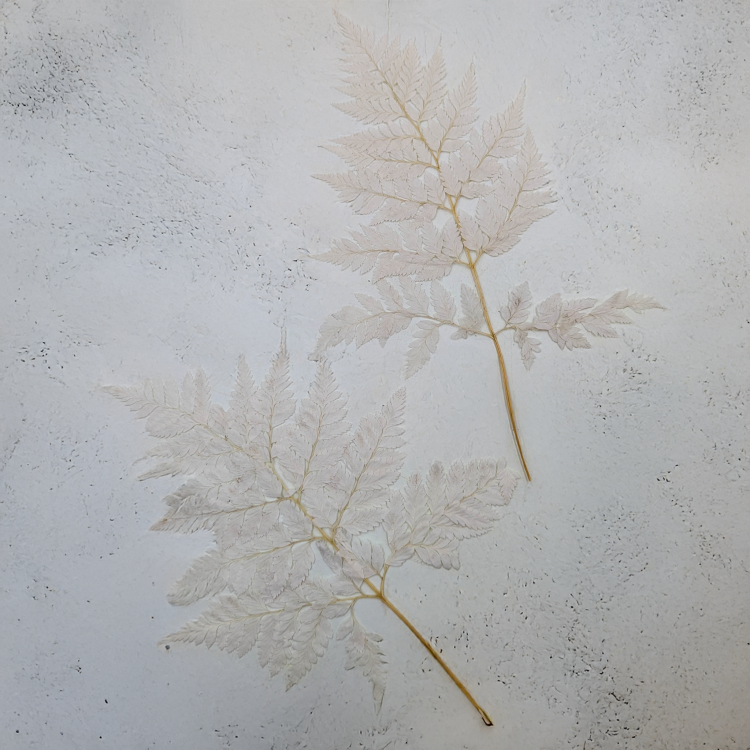 Paproć skórzasta long bielona 2.png