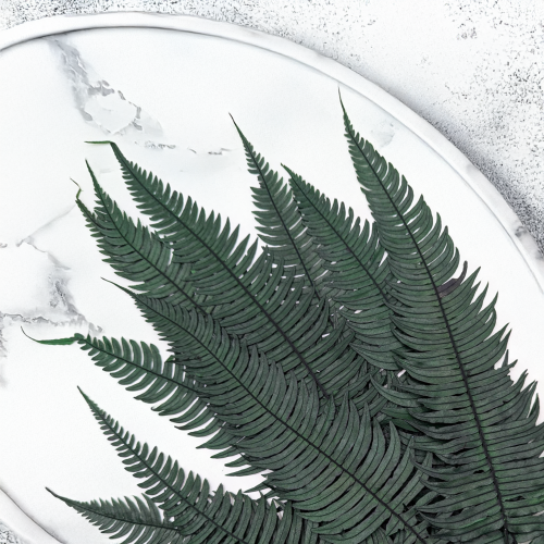 Paproć zwyczajna 3.png