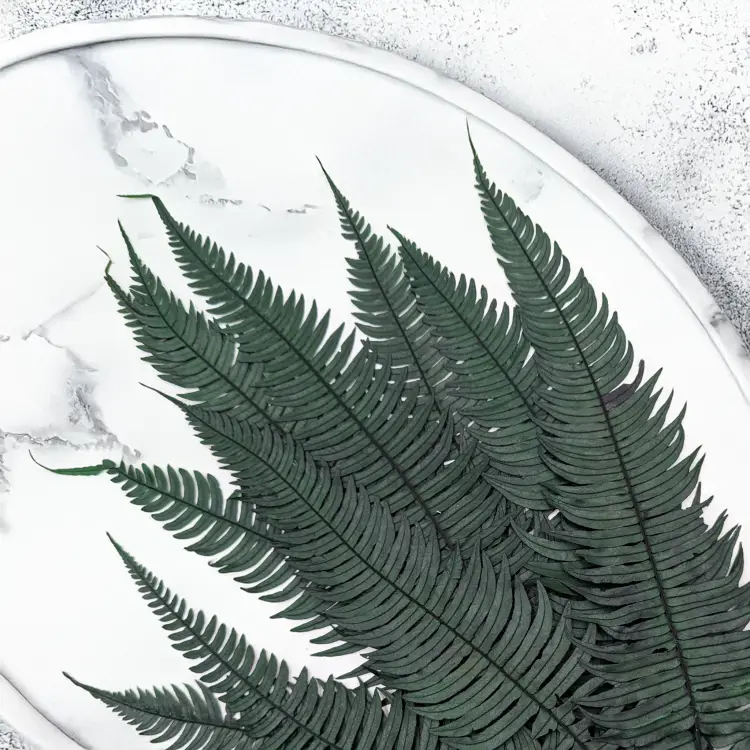 Paproć zwyczajna 3.png