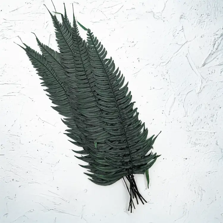 Paproć zwyczajna.png