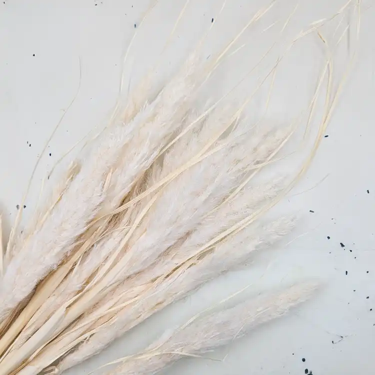 Mini Pampas bielony IT 2.png