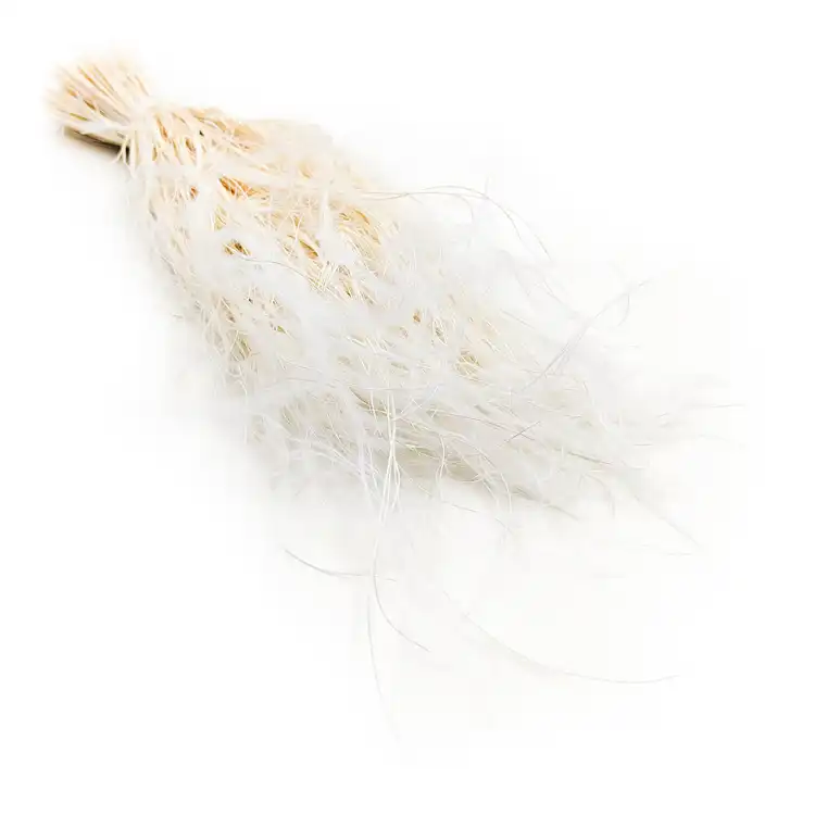 Stipa bielona.png