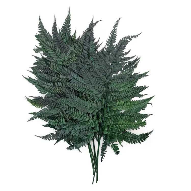 Paproć Skórzasta Long Stabilizowana.png