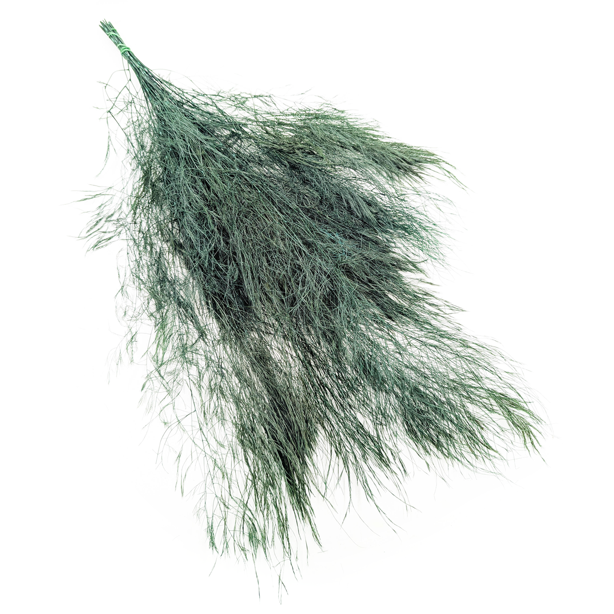 Fougère arborescente stabilisée