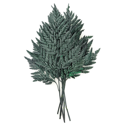 Paproć Skórzasta Stabilizowana.png