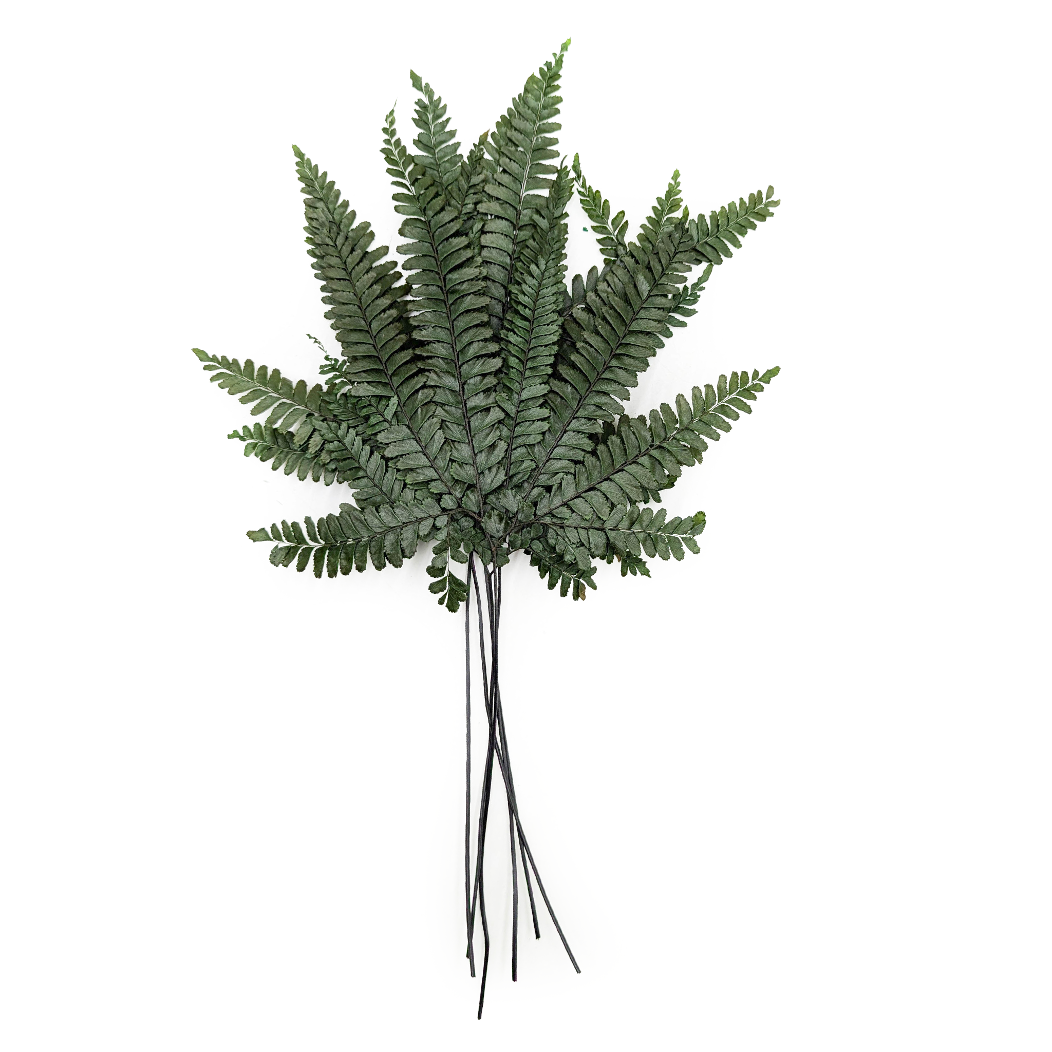 Fougère stabilisée – Blechnum